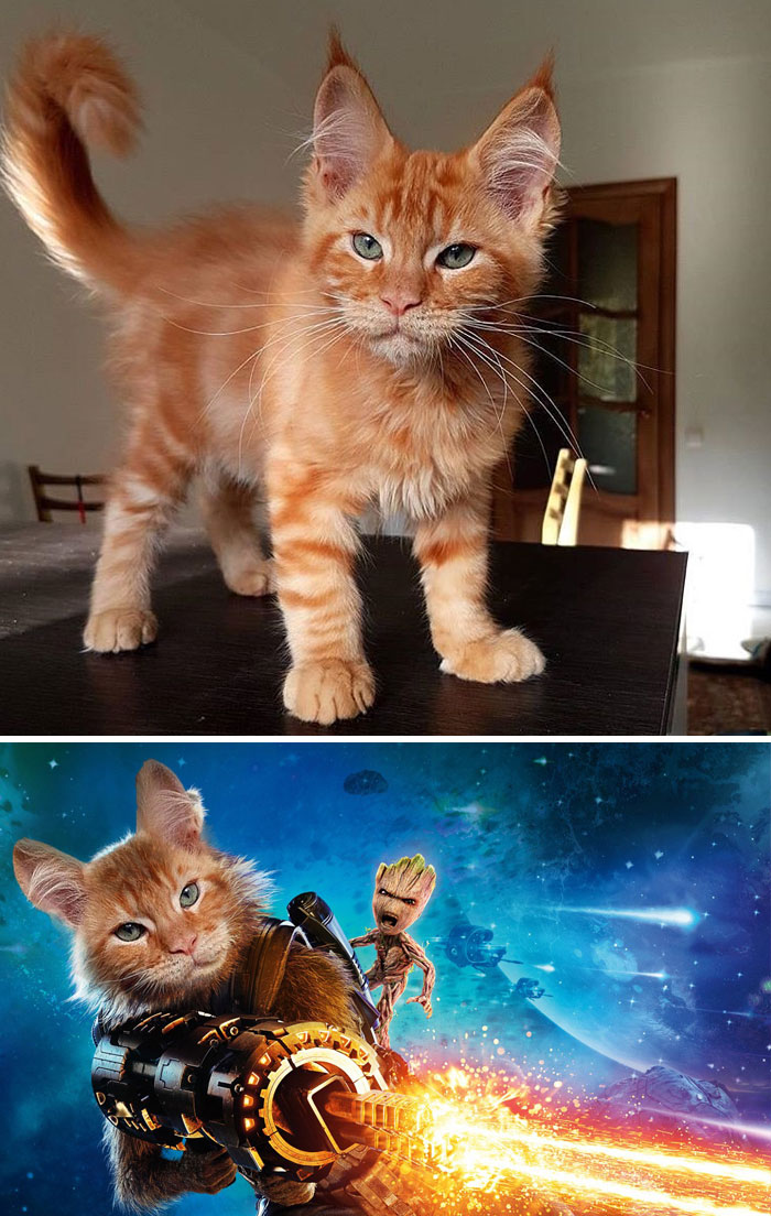 Lynx Standing On A Table