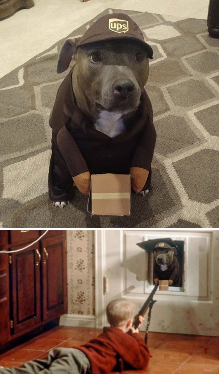 Ups Dog Holding A Box