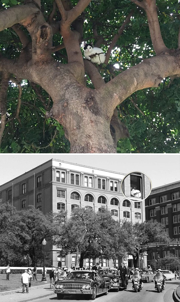 Cat In Tree Appearing To Hold Small Cat-Sized Gun