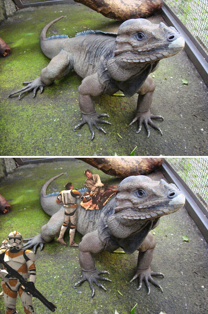 A Rare Rhinoceros Iguana
