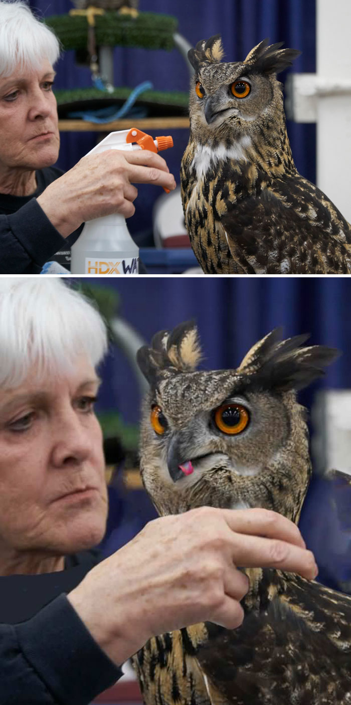 Woman Angrily Moistening An Owl