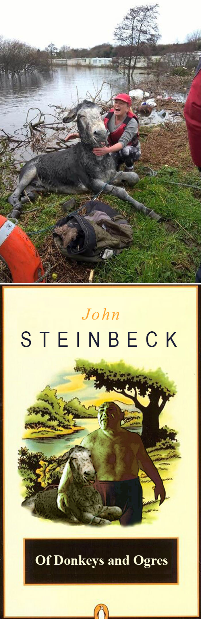 This Happy Donkey After Being Rescued