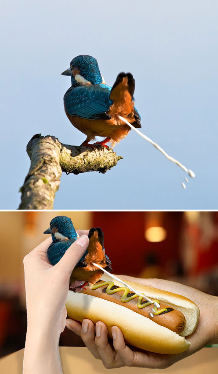 This Bird Taking A Shit