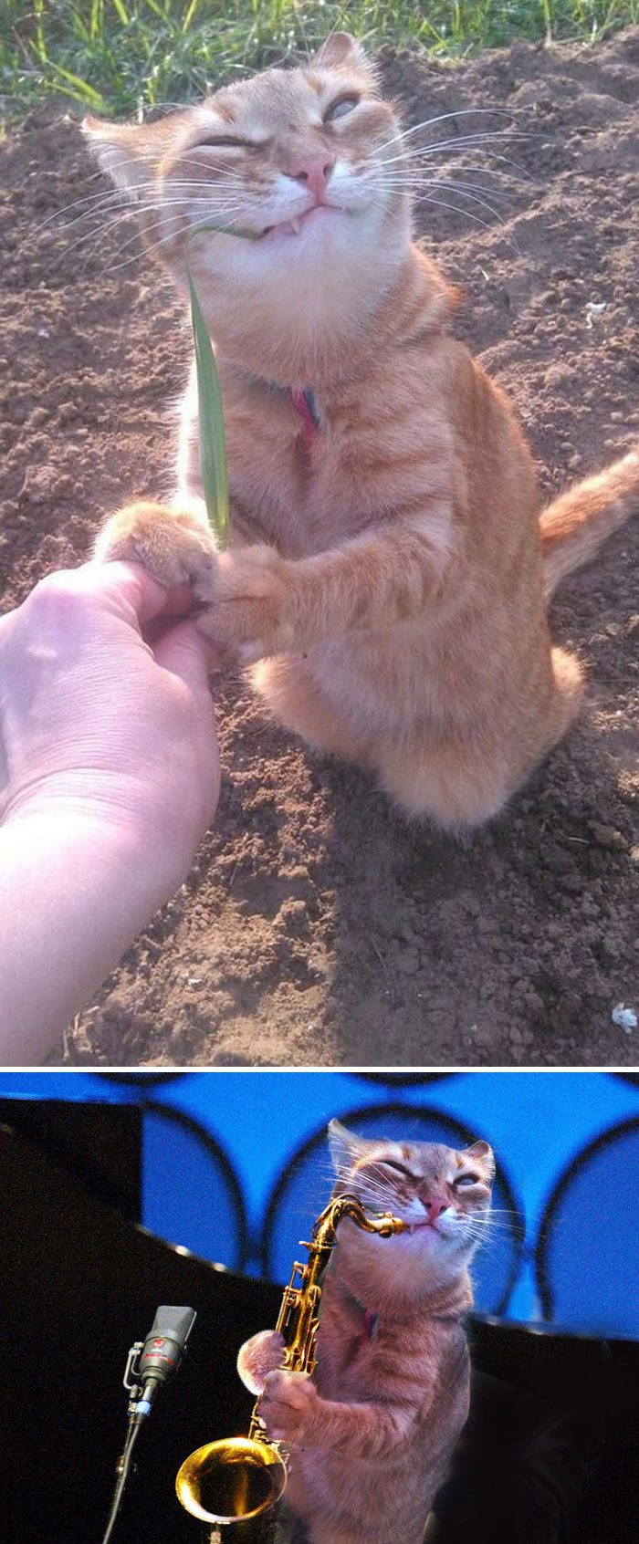 Cat Enjoying A Blade Of Grass