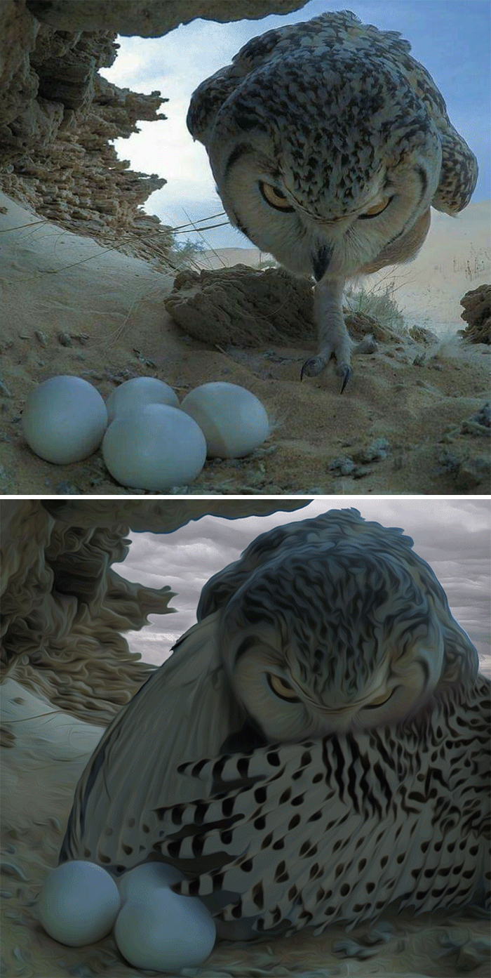 This Owl Protecting Its Eggs