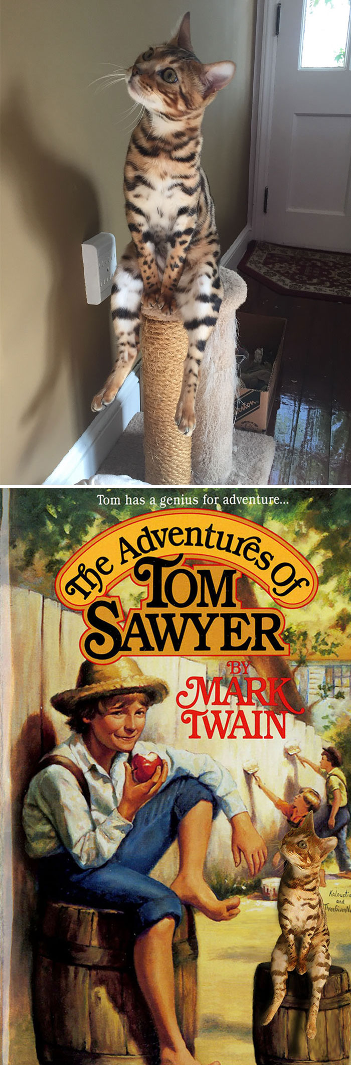 This Sitting Bengal Cat