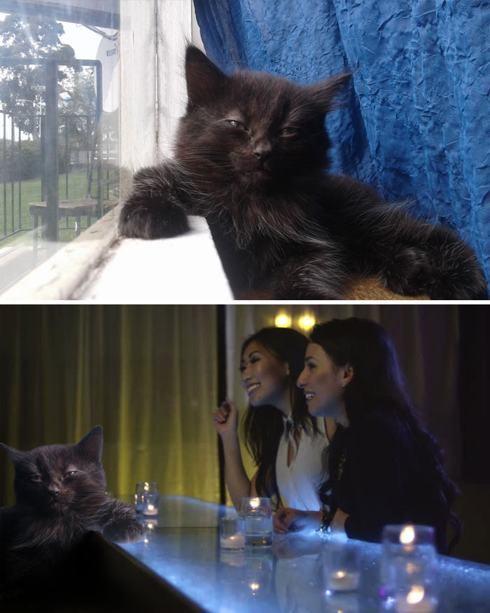 Little Cat Chilling In Front Of A Window