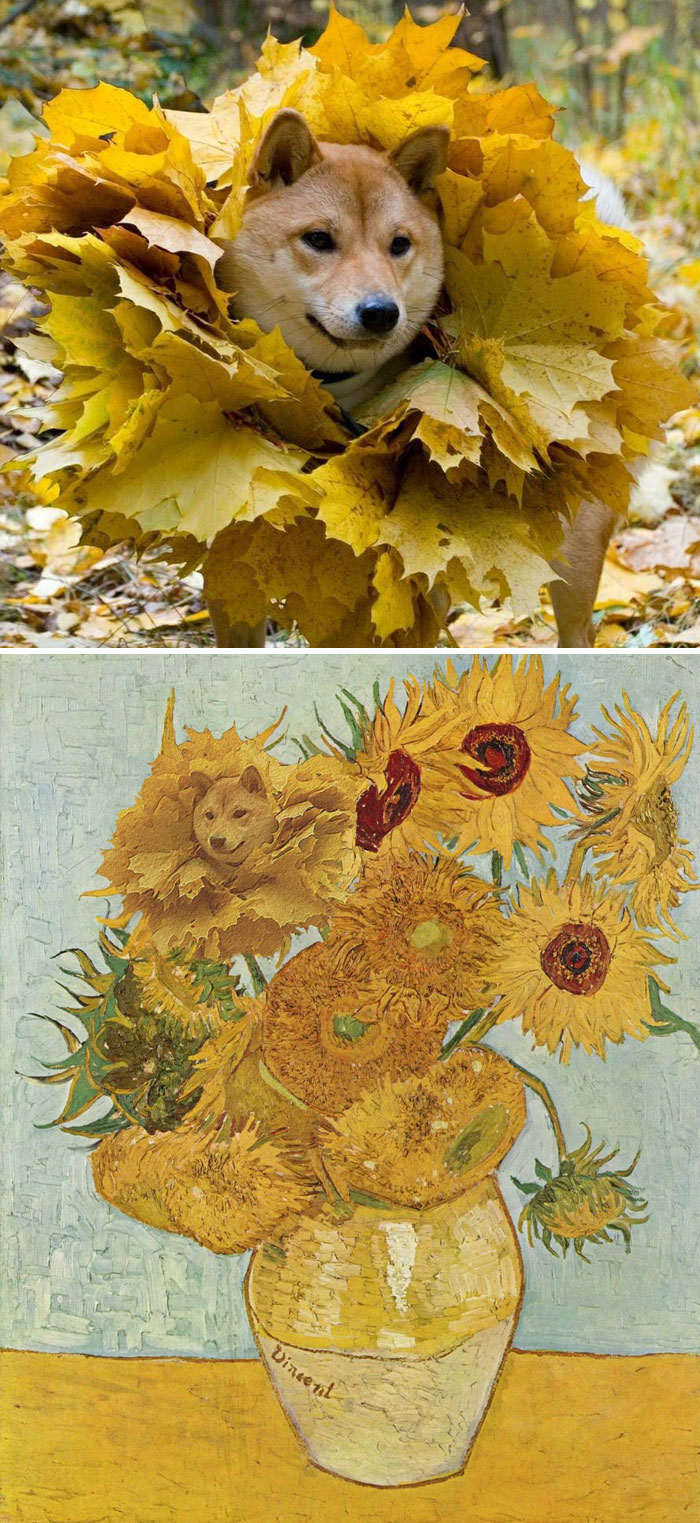 This Shiba Inu Dog With A Leaf Mane