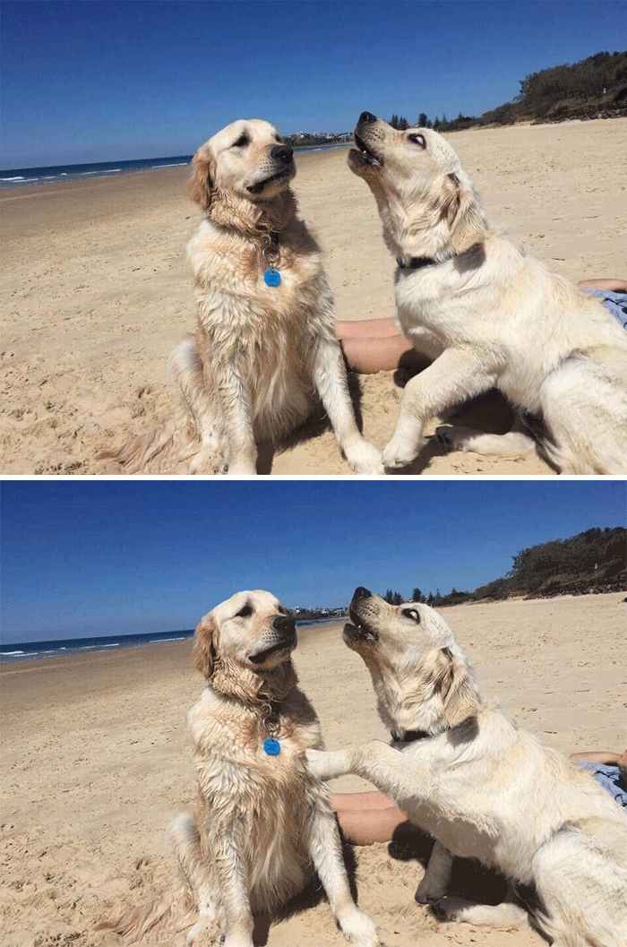 Puppy Annoying Older Dog