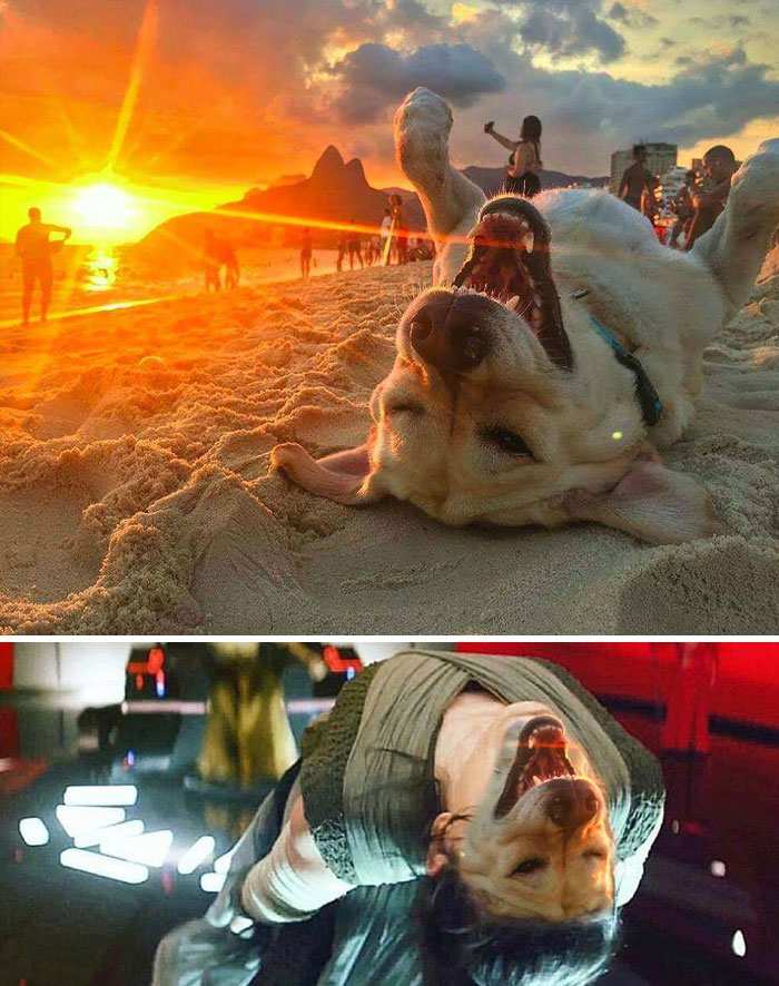 Crazy Dog At The Beach