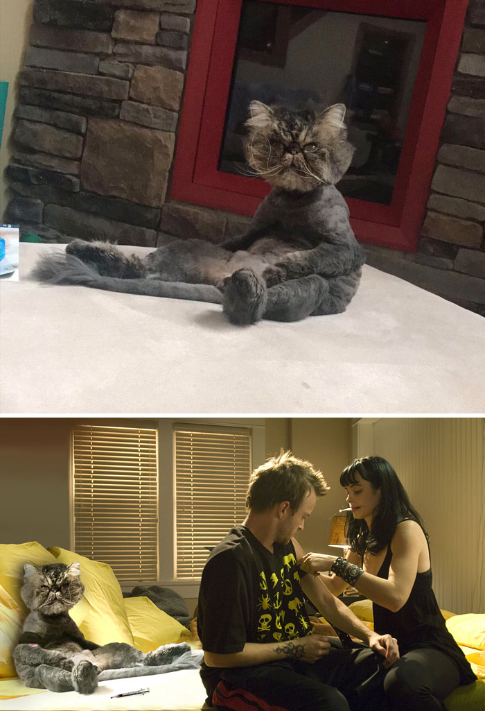 This Shaved Cat Sitting