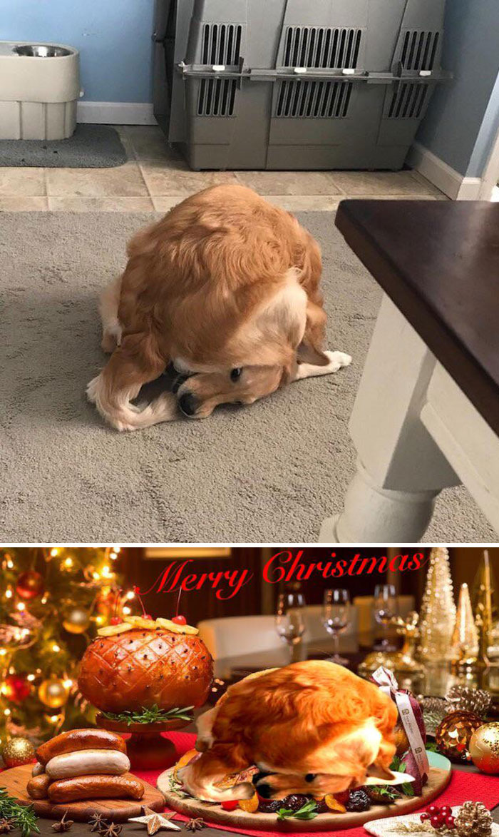 This Dog That Caught Its Tail