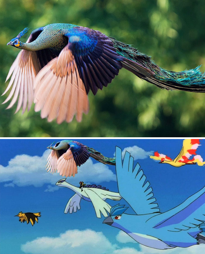 Flying Peacock