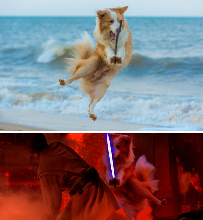 This Dog Catching A Stick At The Beach