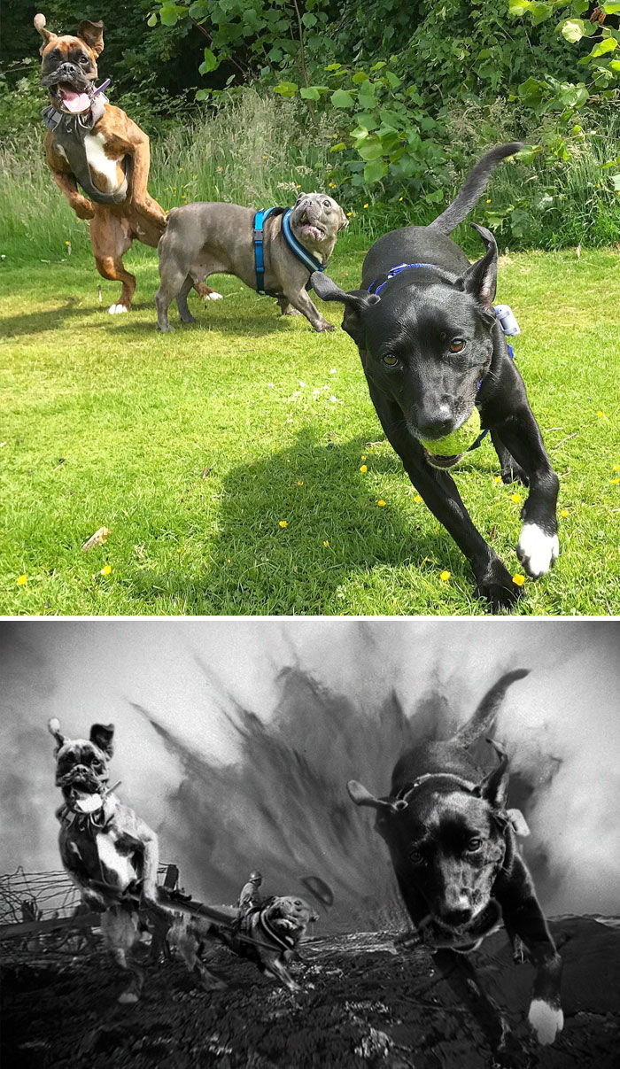 These Dogs Doing Their Thing