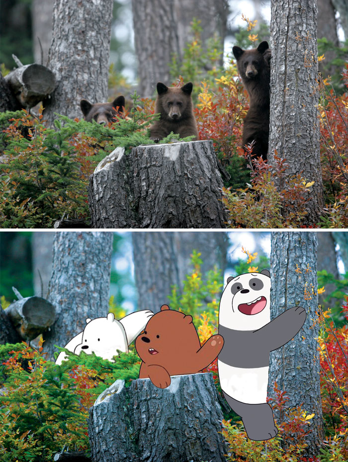 Three Bears In Canada