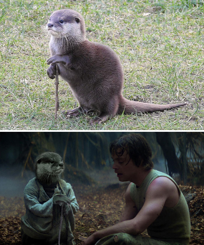 This Otter Using A Stick As A Cane