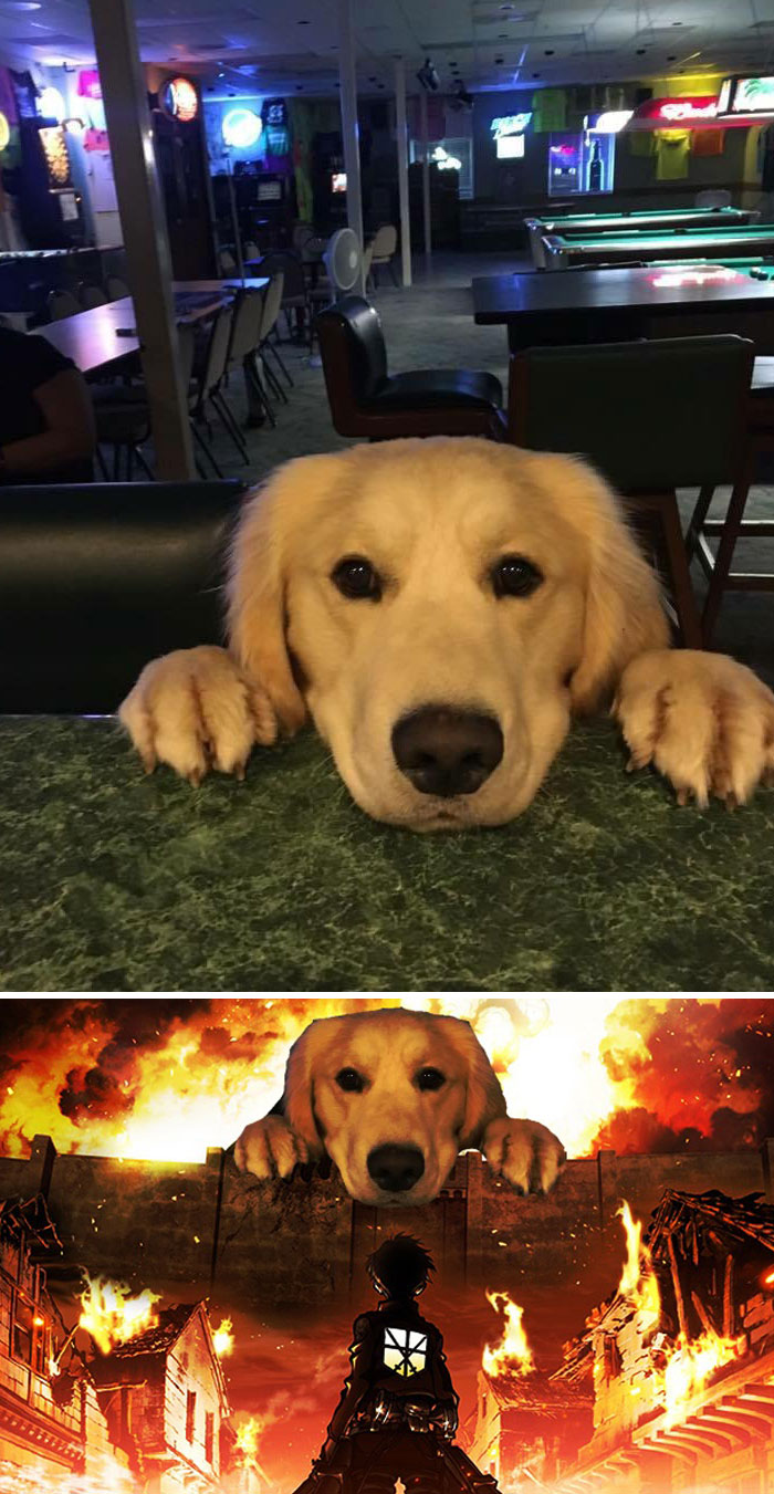 Dog Peeking Over A Bar Counter
