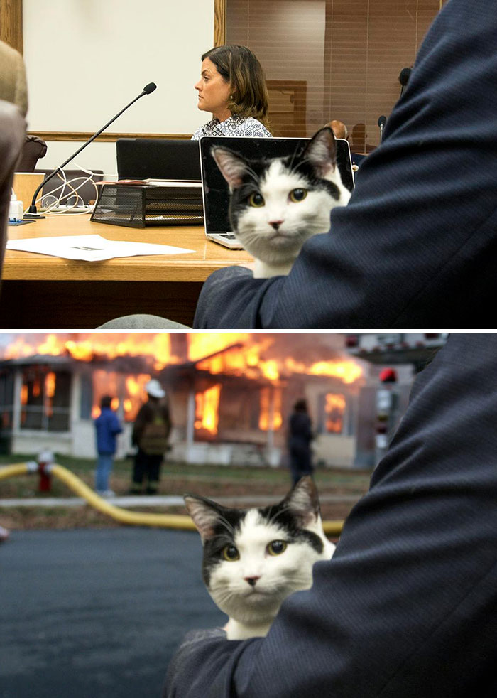 Cat Attends Denver City Council Meeting