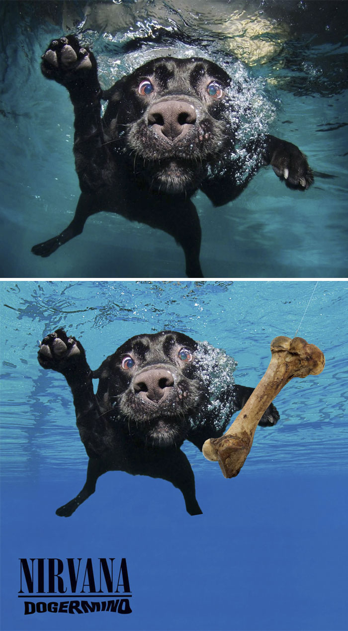 This Dog Having A Swim