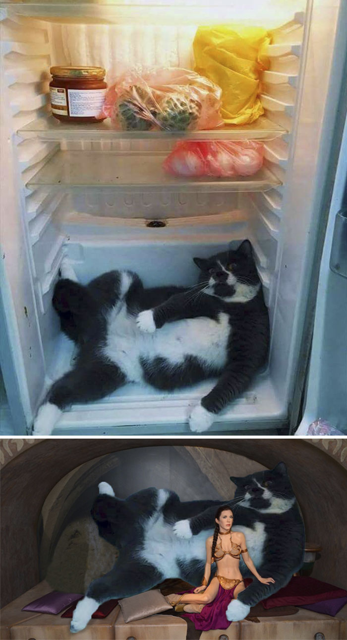 The Cat In The Fridge