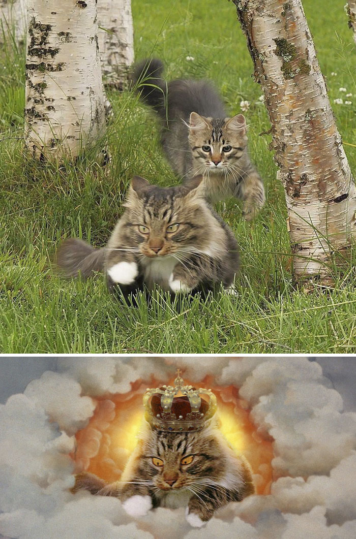 Cat Being Chased Through Grass