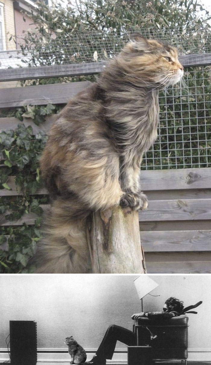 Cat Standing In The Wind