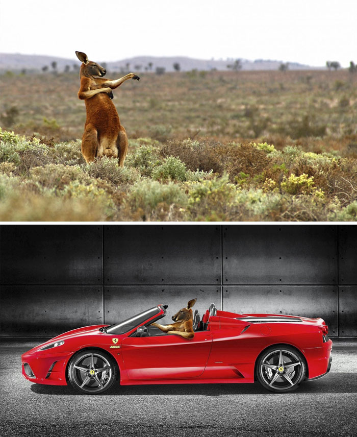 This Red Kangaroo In Australia