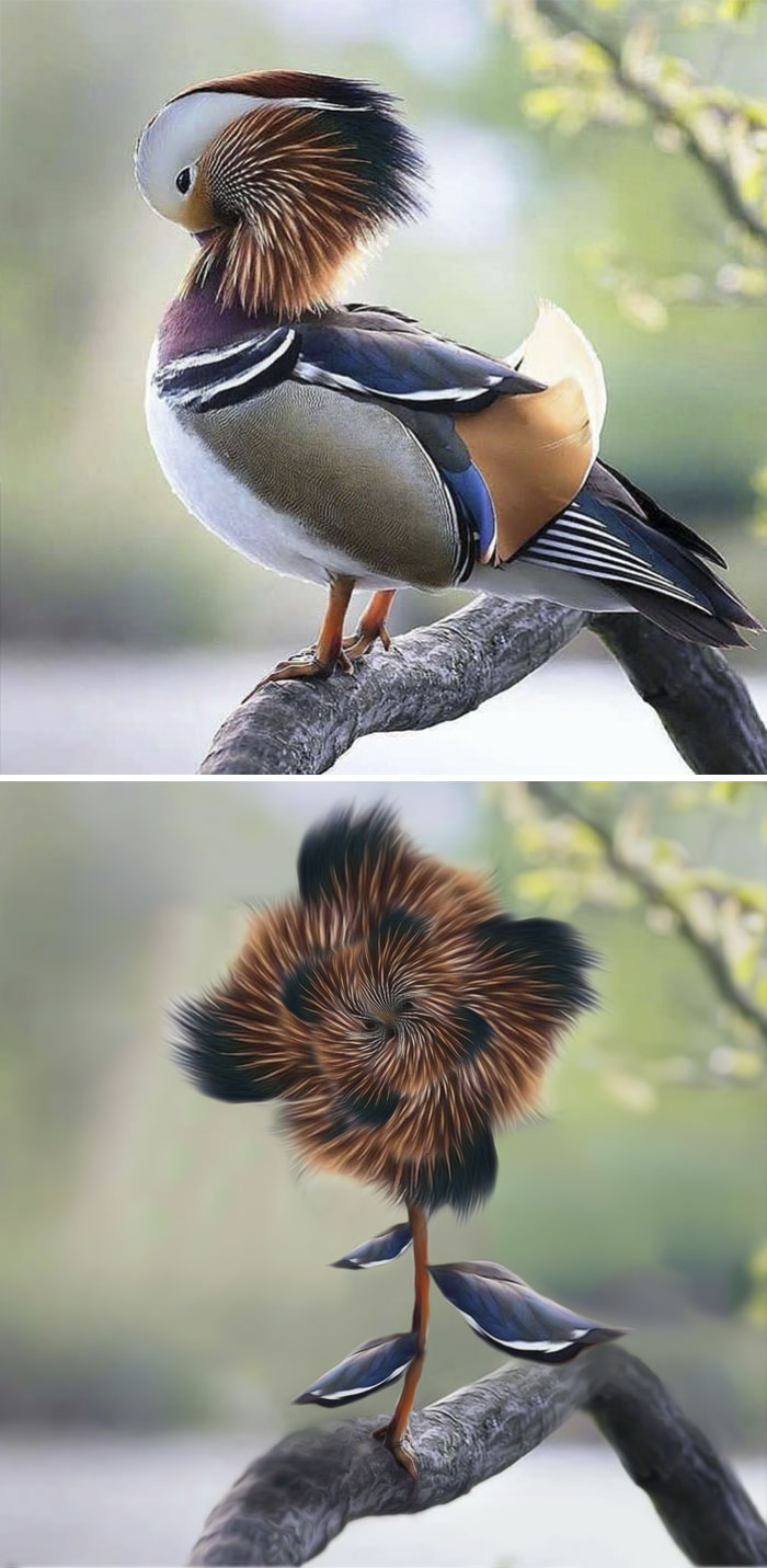 The Mandarin Duck