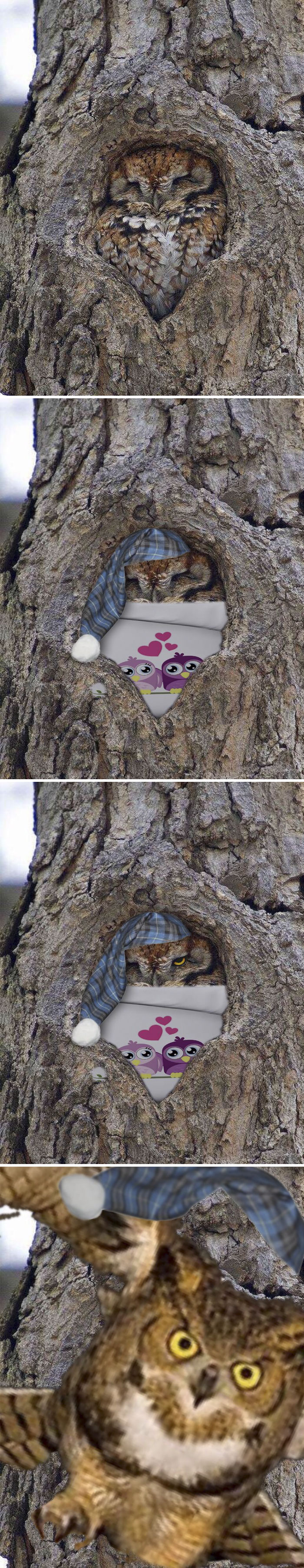 Well Hidden Perfect Fit Owl