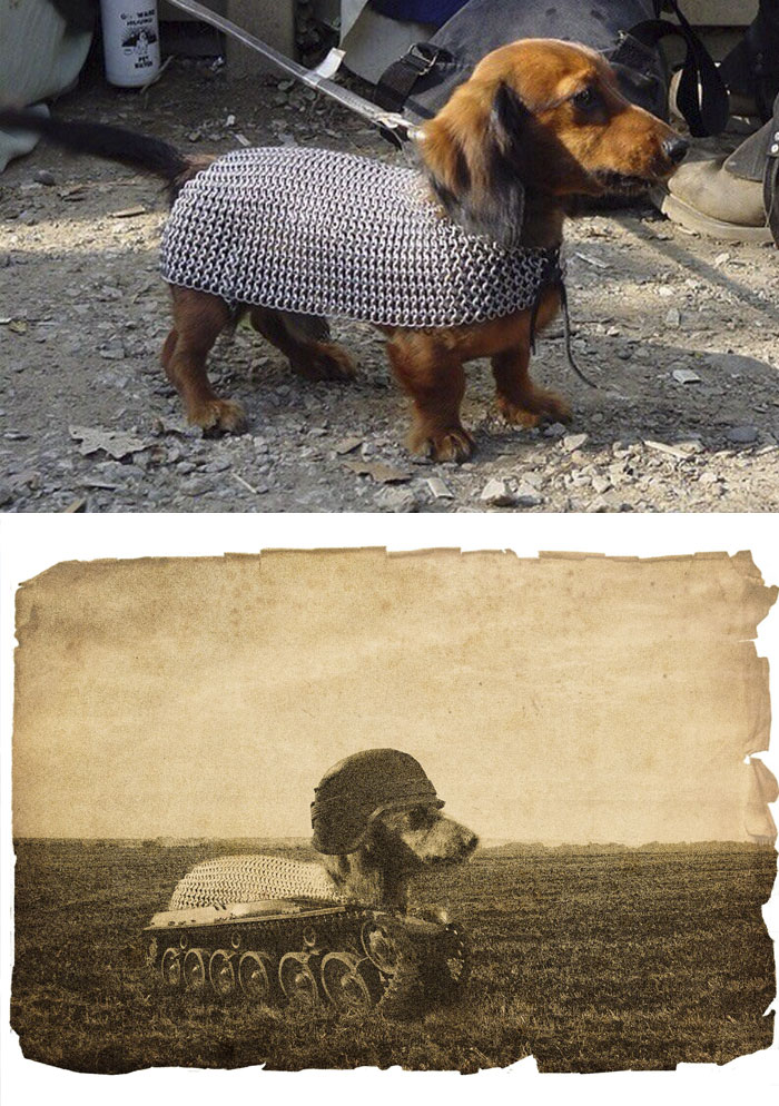 This Armored Wiener Dog