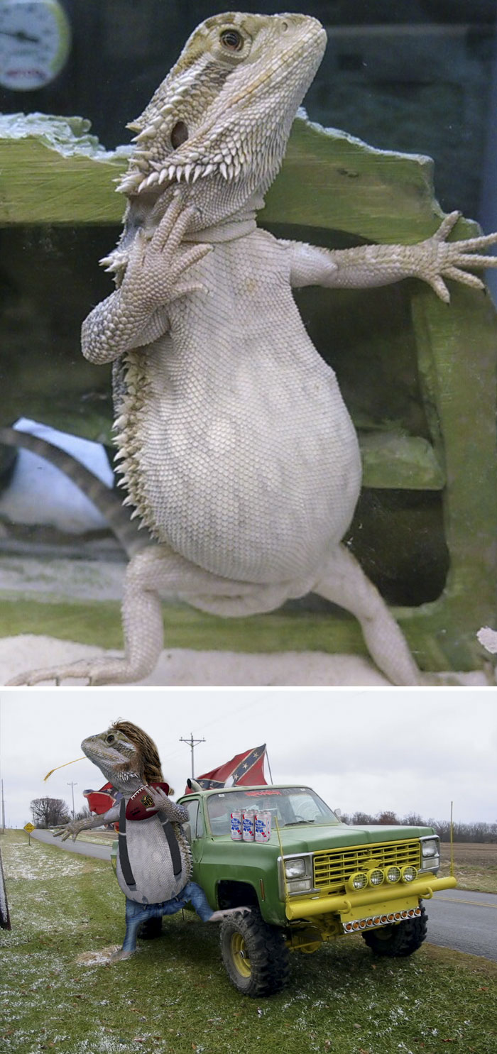 This Fat Lizard