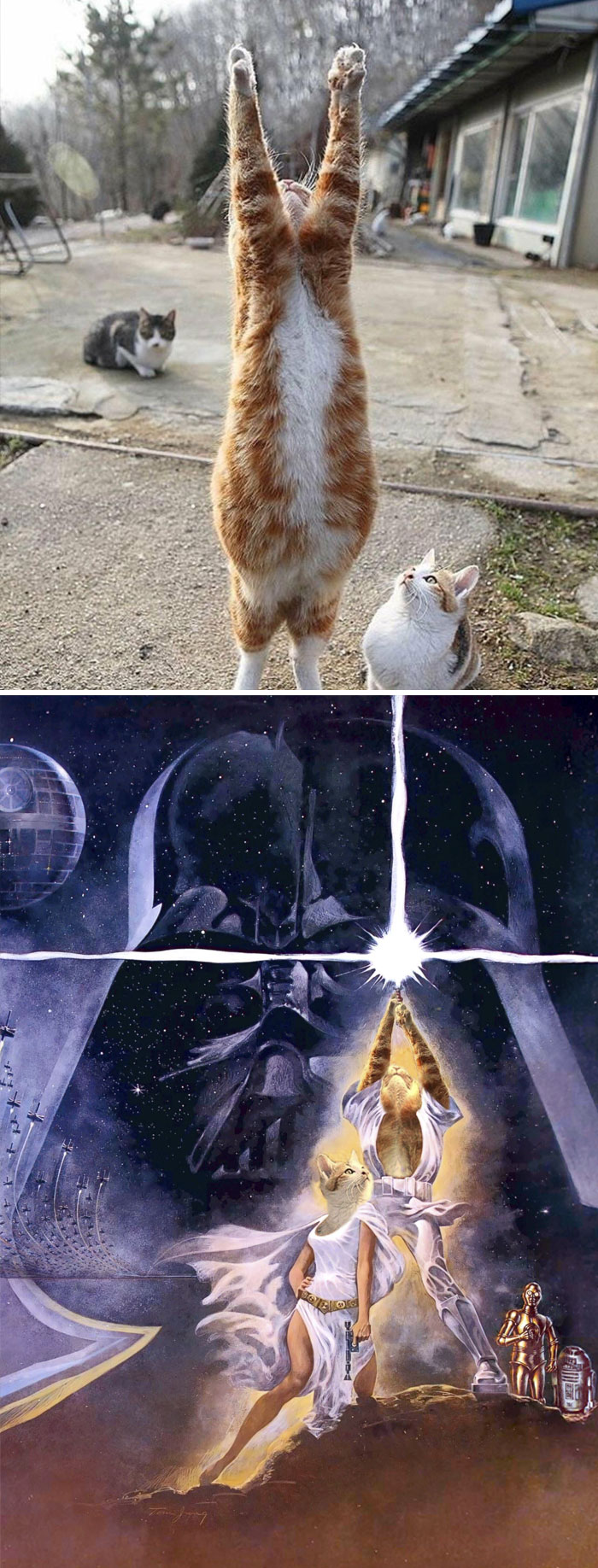 A Cat Casually Leaning Against A Car