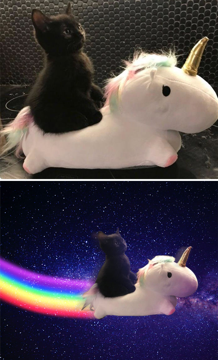 This Little Guy And His Noble Steed