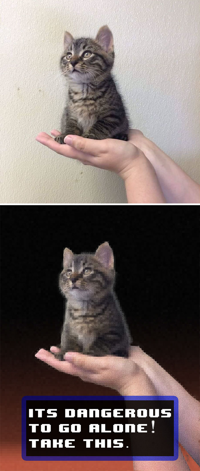 Kitten Being Held Up For Adoption Photo