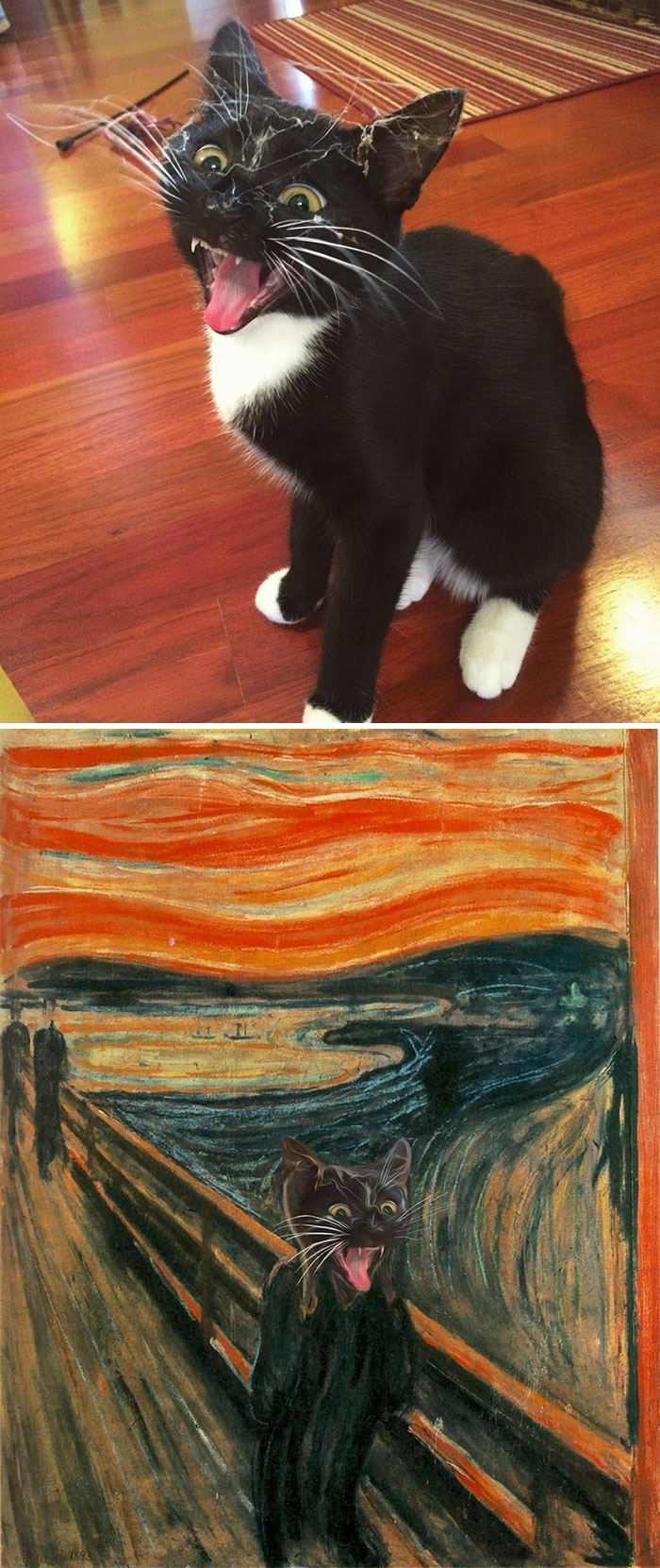 Cats Face After Catching A Face Full Of Cobwebs