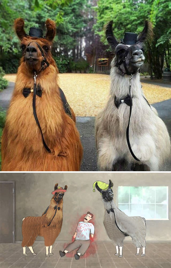 Llamas Wearing Hats And Bow Ties