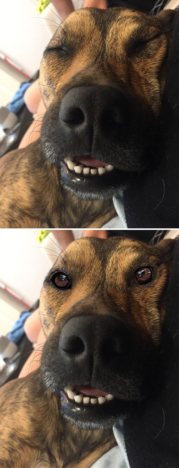 Dog After A Day At The Park