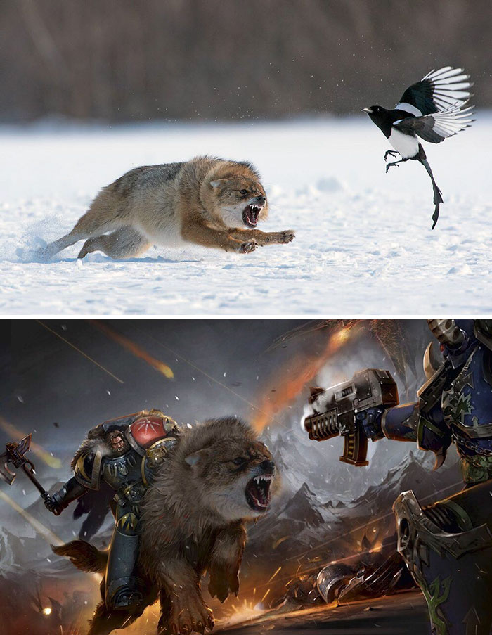 This Wolf Chasing A Magpie