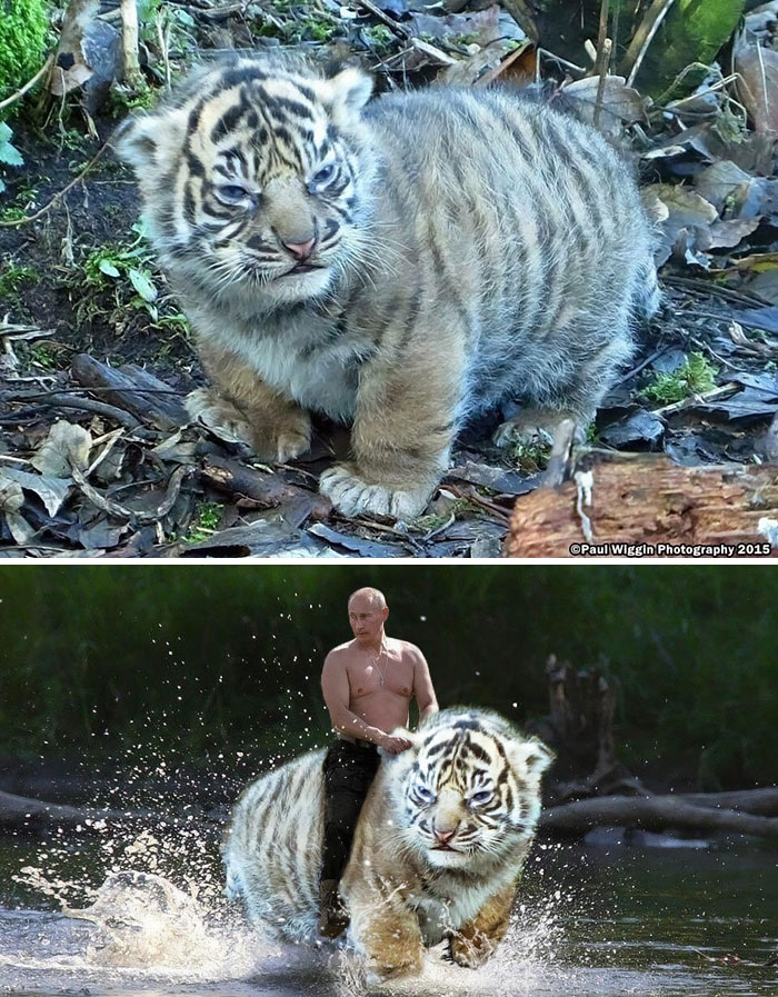 This Small But Large Tiger