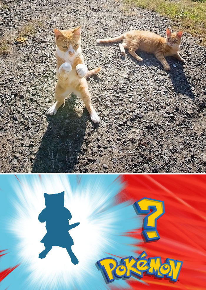 Cat Standing In A Boxing Position