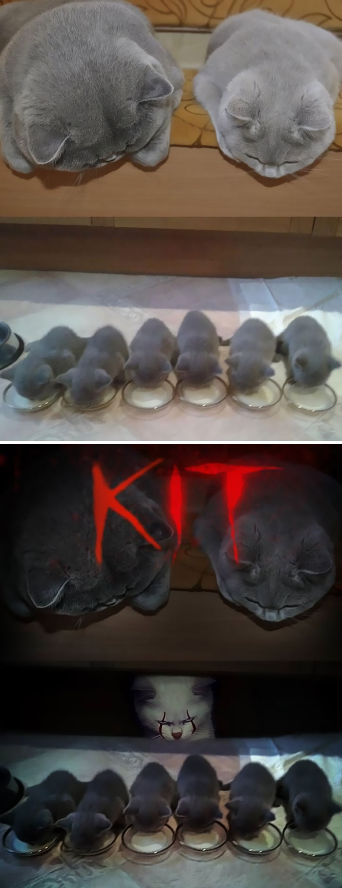 Two Cats And Their Six Kittens