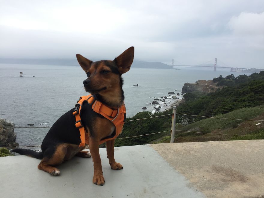 Dora Dog The Explorer