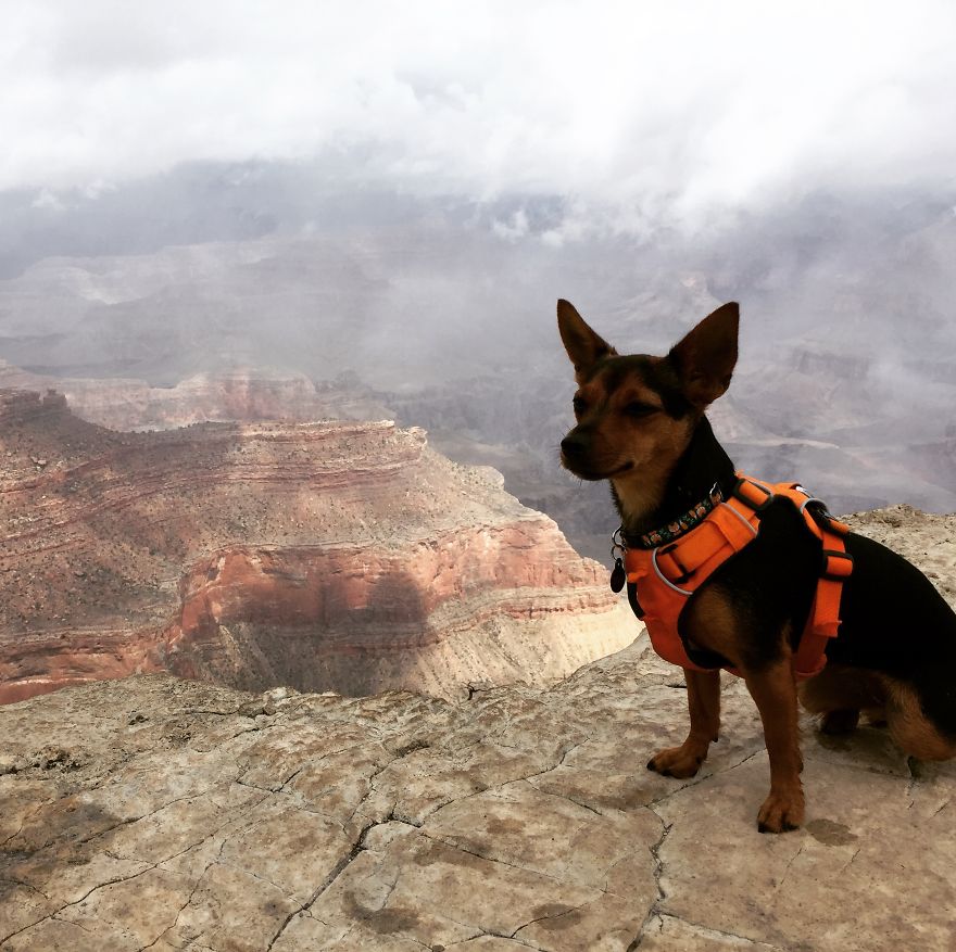 Dora Dog The Explorer Dora Dog The Explorer