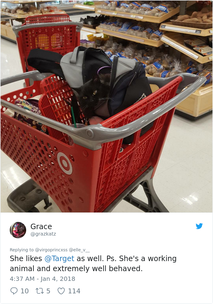 happy-dog-shopping-target-zira-the-corgi-virgoprincxss (3)