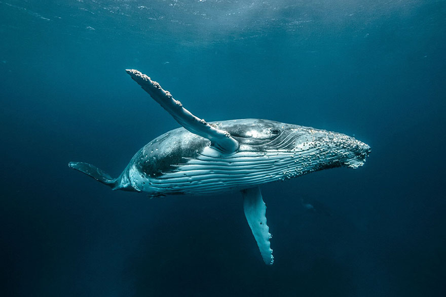 Here Are The 11 Photographers That Won The Prestigious Hasselblad Masters Awards Of 2018 Here Are The 11 Photographers That Won The Prestigious Hasselblad Masters Awards Of 2018