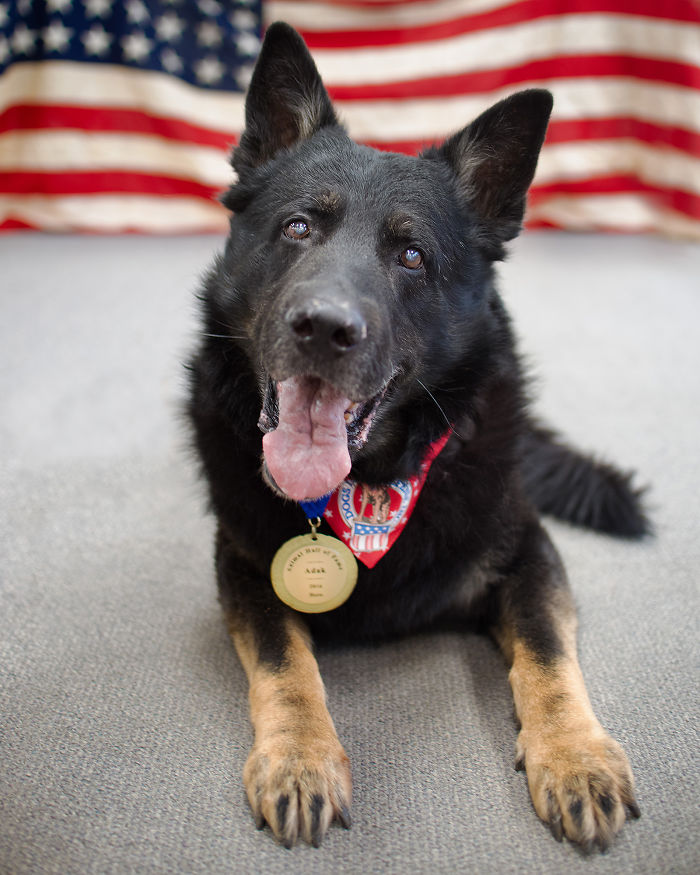 Adak - Military Dog