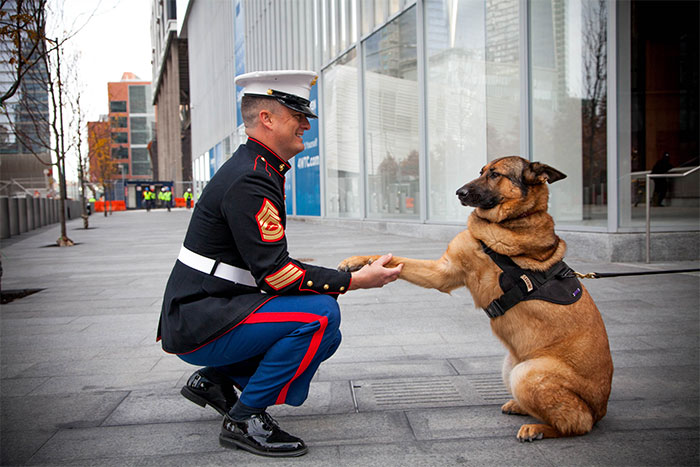 Lucca, A Retired US Marine Corp Dog, Has Been Awarded The PDSA Dickin Medal