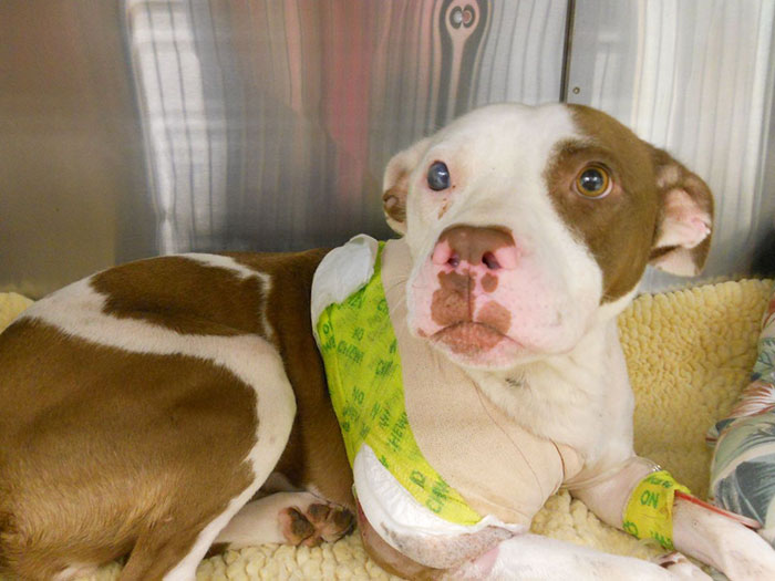 Pit Bull Lefty Jumped In Front Of Her Owner And Took A Bullet When They Were Attacked. The Dog Suffered Extreme Injuries And Her Leg Had To Be Amputated