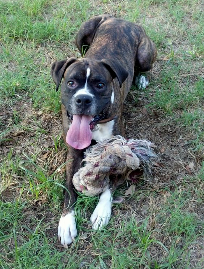 My Dog Duke Saved Me From From A Man Trying To Break Into My Car By Attacking Him